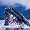 ���� ��������, �����, 62 ���� - ��������� 2 ������ 2026 � ������ ���� ����������
