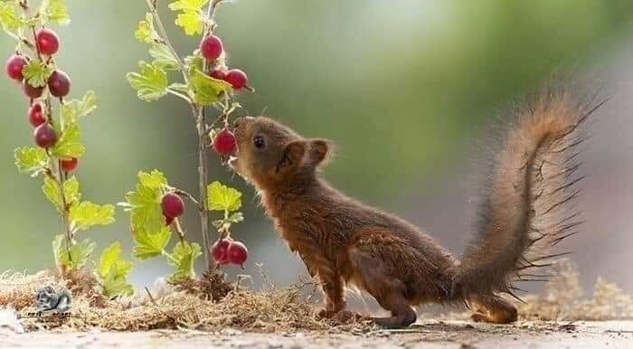 :) ,      (Geert Weggen)    .  ... - 5