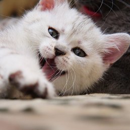 _Luka -, ������������, 28 ���