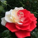 ���� �������� (����), ������, 35 ��� - ��������� 22 ������� 2024