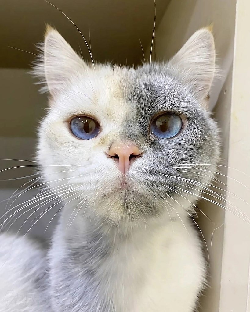 -, -:       ,   , ... - 4