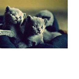 ������, �������, 21 ���