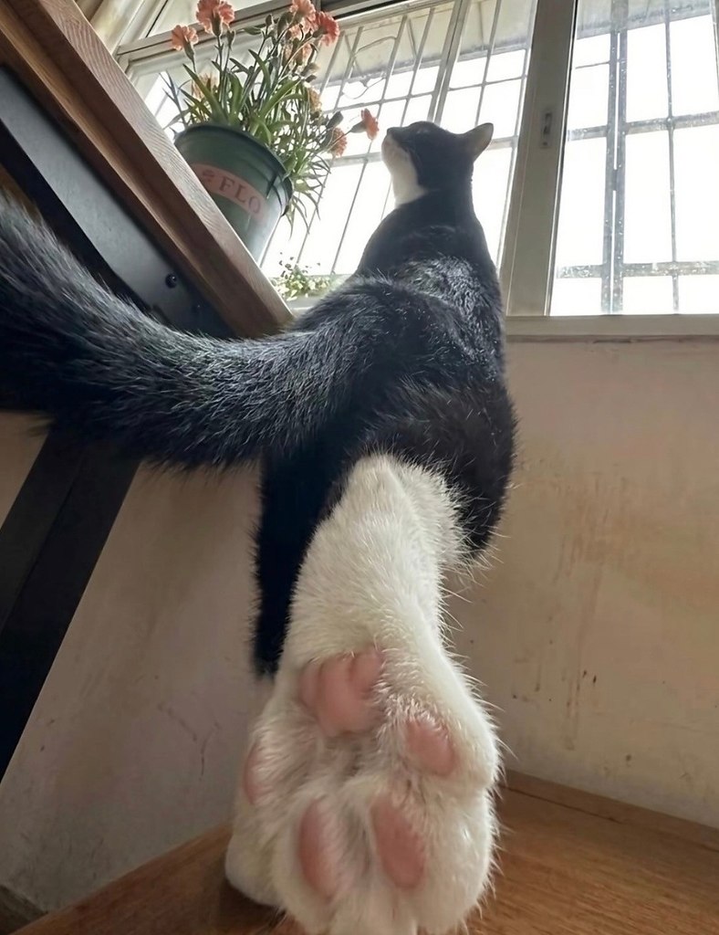 ��� ������� ��� - �����������