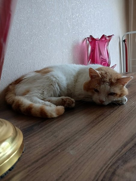 #Безкота_добро.Про Шаника.Приехали мы на дачу 2 апреля 2023 года, занимаемся делами, и вдруг Мяо ...