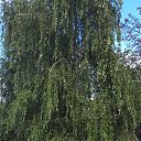 ���� ����, ���������, 68 ��� - ��������� 9 ������ 2023 � ������ ���� ����������