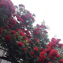 Jasur Murodov, , 41 