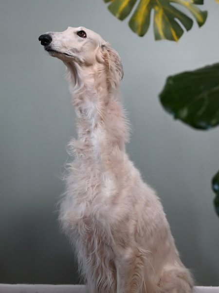  .   ,  -  .  .     . - 7