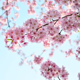 �����, ������, 35 ���