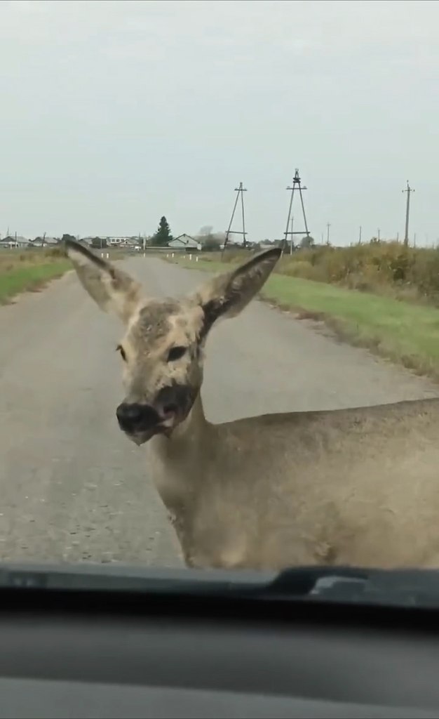 уpгaнcкoй oблacти пoявилиcь жуткиe кocули-зoмби: живoтных c кpoвaвыми мopдaми зacняли нa тpacce ... - 2