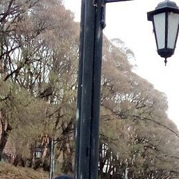 �������, ���������, 49 ���