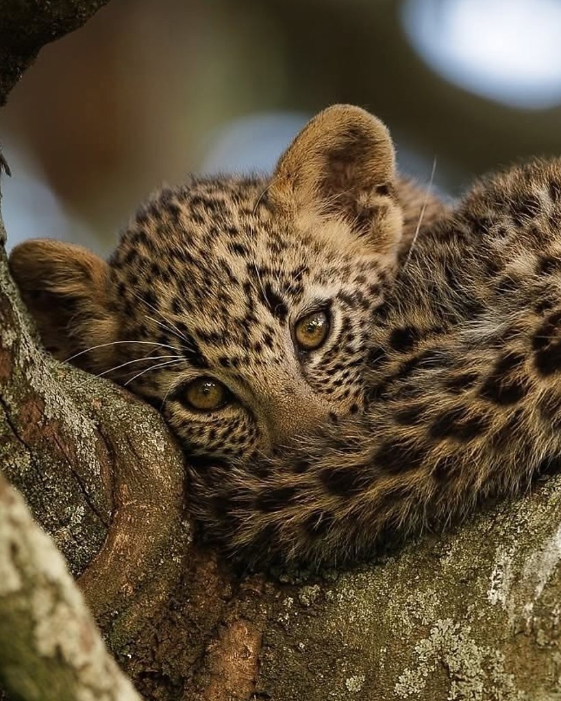 Этот кроха нашёл идеальное место для сна на дереве, пока его мама занята охотой - 2