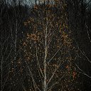  ,  , 64  -  11  2025    