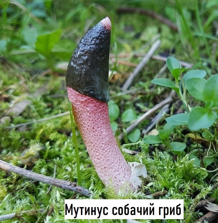 � ������� ���������. ��������� ����� �������� ����� �����������. ����� ��� ������� ����������� ... - 4