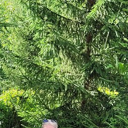 , 53, 
