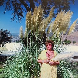 �������, ���������, 56 ���