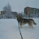 ���� ��������, �����, 43 ���� - ��������� 2 ������ 2026 � ������ ���� ����������