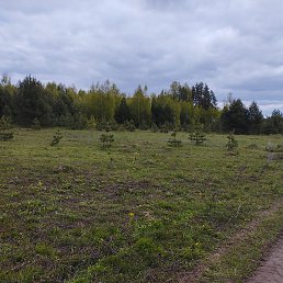 ������� ������, ������, 66 ���