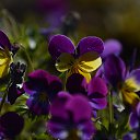 ���� ���������, ��������� - ��������� 12 ������ 2026 � ������ ���� ����������