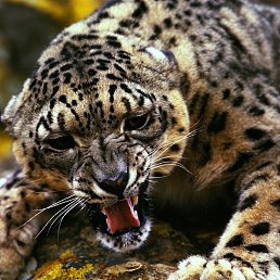 ��, �����������, 38 ���