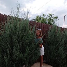 ����, �����������, 43 ����