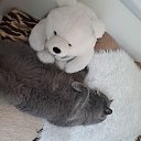 ��� * ������* �� ������� ���� ����������