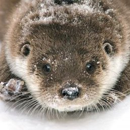 ������, ������