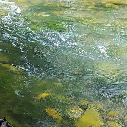 �����, �������