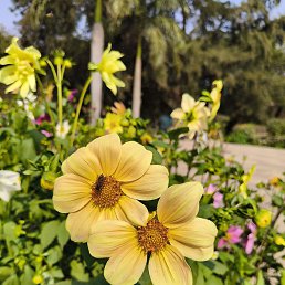 Chand Kumar, ���-����, 25 ���