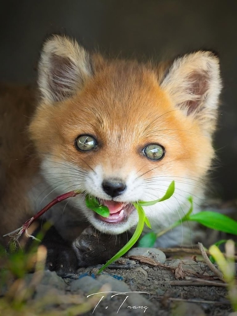 Внимание! Сейчас будет кое-что важное! Малюсенькие лисята!