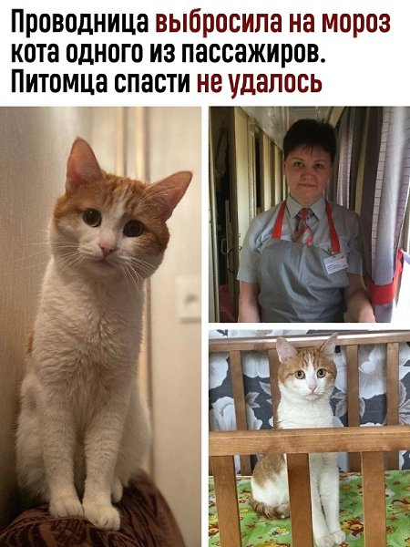 Несколько дней тысячи волонтеров искали кота Твикса, которого в Кирове проводница выбросила из ...