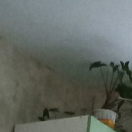 Stepan, ���������