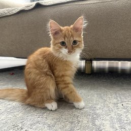 ������, ������, 50 ���