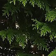 , 42 , 