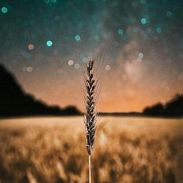 Rayan, ��������, 25 ���