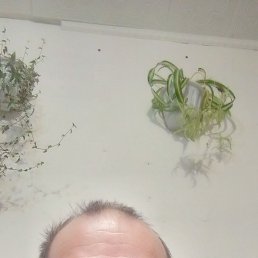 ��������, 44 ����, �����������