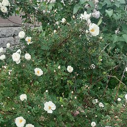  , -, 40  -  12  2025