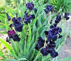  Black Dragon ( ).        .   ...