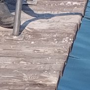 , 36 , 