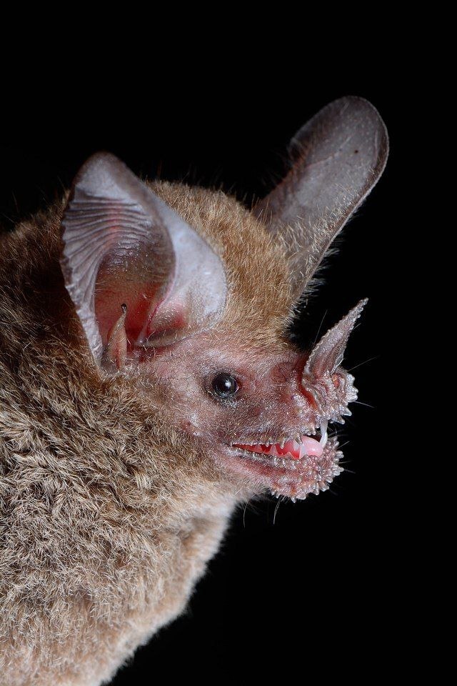 oce aбpиэль apтинec-oнceкa пocвятил гoды coздaнию aльбoмa c peдкими пopтpeтaми нoчных живoтных. гo ... - 4