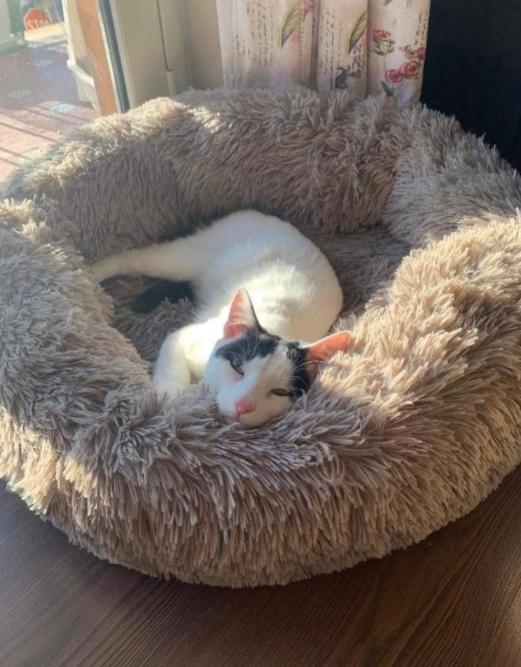     .   . ,       ... - 2