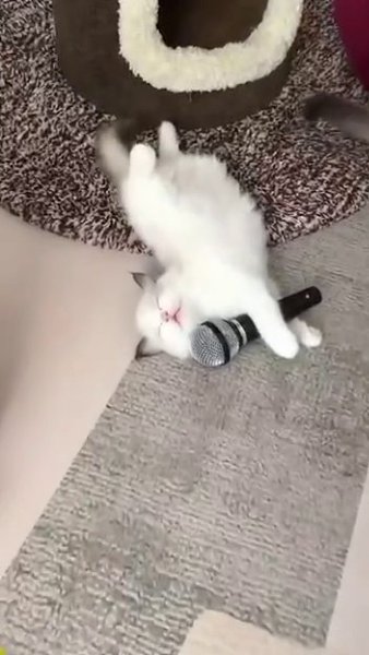 ���� ������������ - ��� �����) - 2