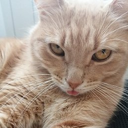 �����, ������, 45 ���