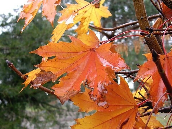 !  ? .   ,    ., , ,  ,  ... - 2