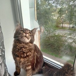 � �� �����, ��������, 46 ���