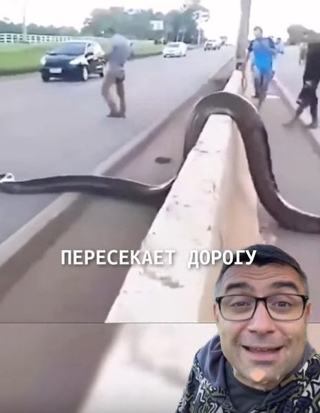 Анаконда приостановила движение машин на трассе! - 2