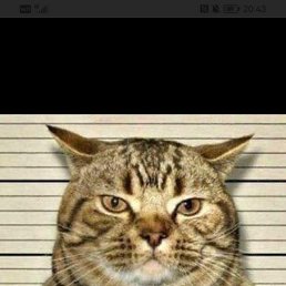 ���� �������, ������������, 46 ��� - ��������� 31 ����� 2026