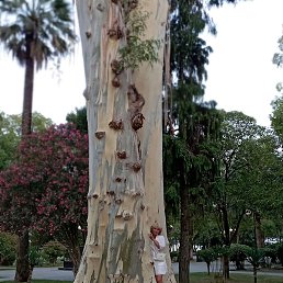 �����, ������, 65 ���