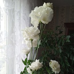 , , 55 