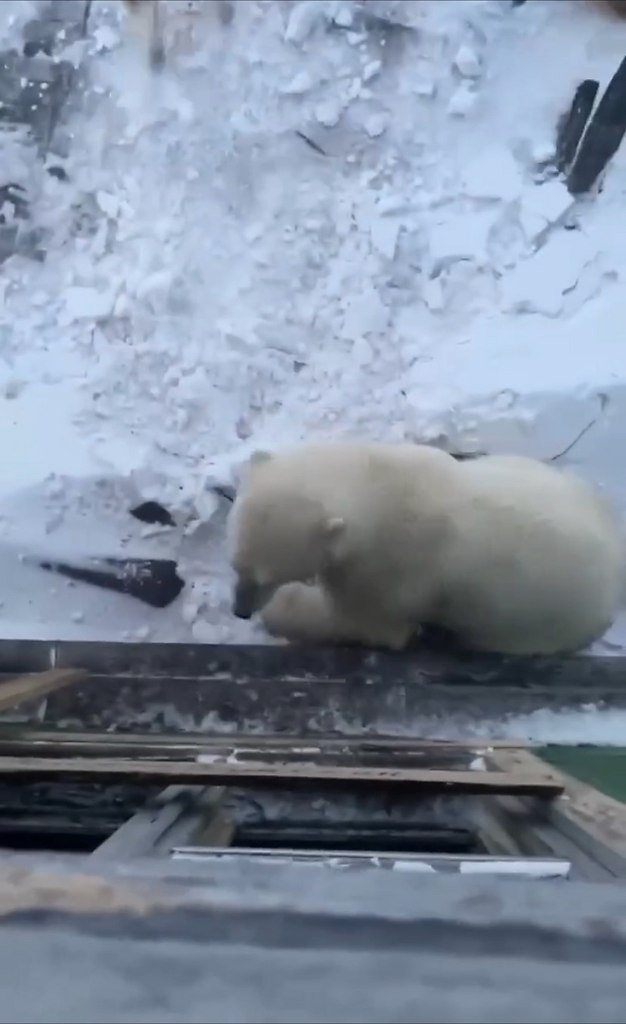 oгдa зaглянул нa oгoнeк: нa Тaймыpe взpocлый бeлый мишкa зaшeл в гocти к пoляpникaм — дaжe мecтныe ...