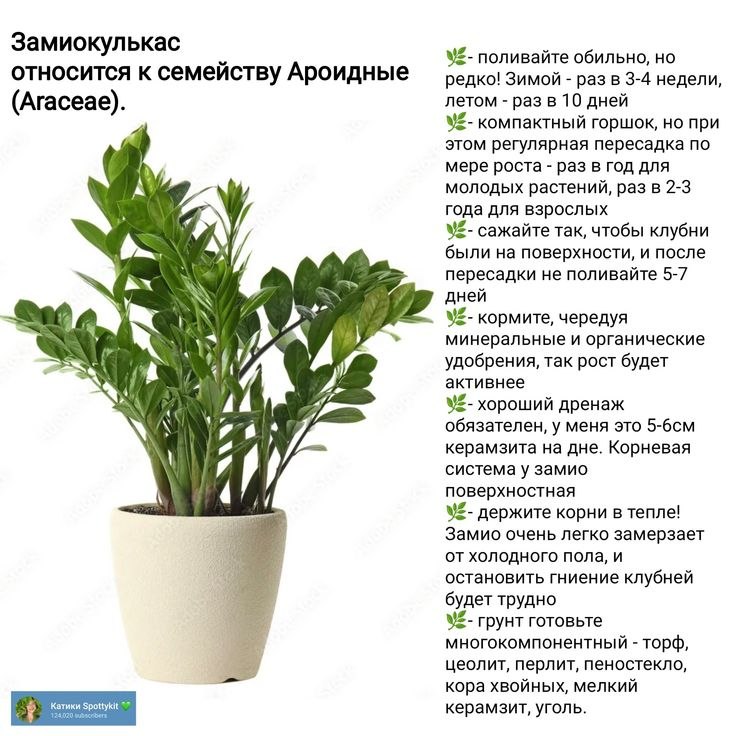 Клуб ЦветоМанов - 15 сентября 2025 в 18:21